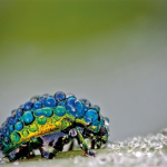 colorful beetle