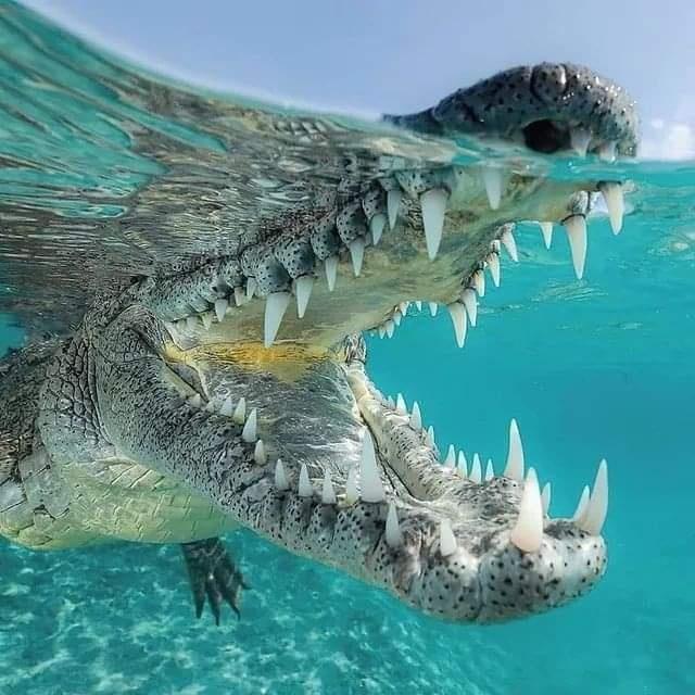 crocodile jaw in Cuba