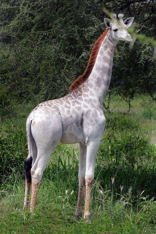rare 'white' giraffe in Tarangire National Park in Tanzania