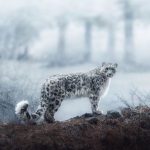 snow leopard