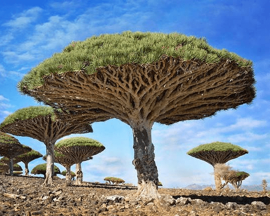 strange desert trees