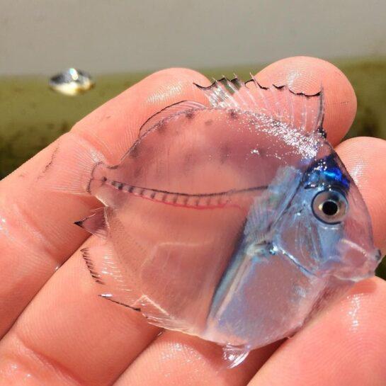 transparent fish, Mexico