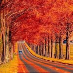 A tree tunnel in Japan