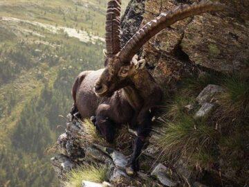 An alpine ibex relaxing on the edge of a cliff