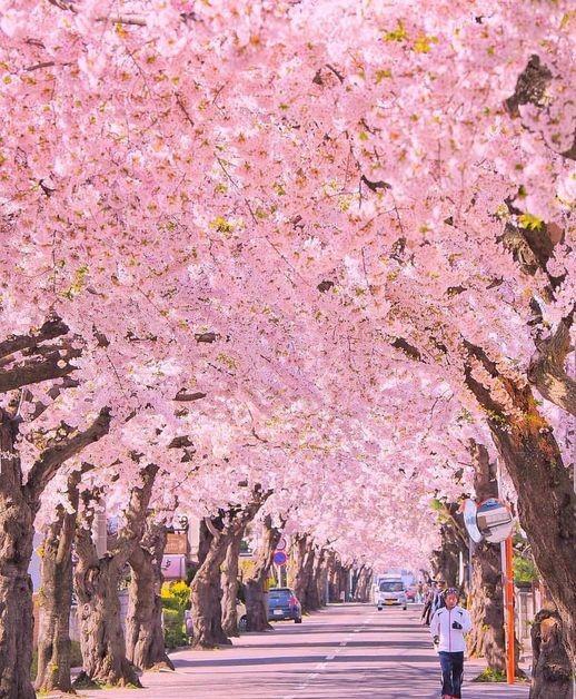 Beautiful sakura tunnel in Hokkaido, Japan