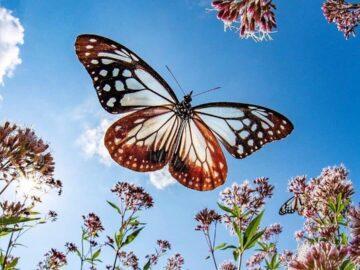 Butterflies are nature's angel, Osaka japan