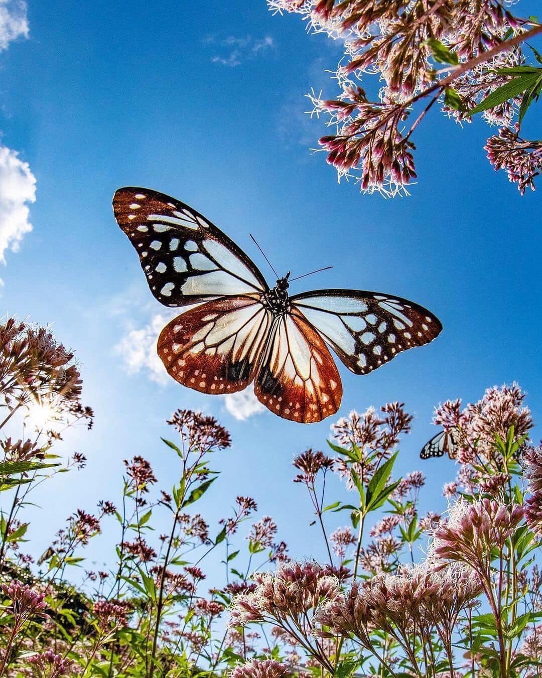 Бабочки летают вокруг. Бабочки в природе. Бабочки летают. Красивые бабочки. Бабочка на цветке.