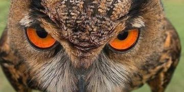 Eurasian Eagle Owl looking fierce