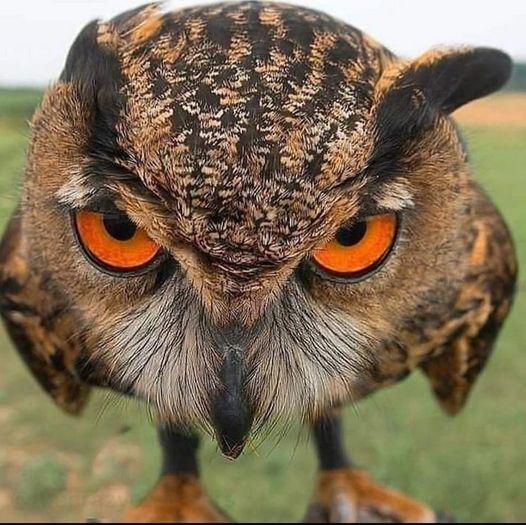 Eurasian Eagle Owl looking fierce