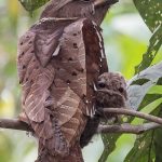 Malaysian Large Frogmouth