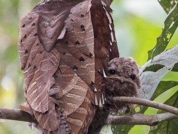 Malaysian Large Frogmouth