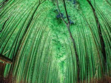 The Arashiyama Bamboo Grove, a natural forest in Kyoto, Japan.