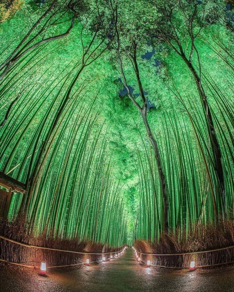 The Arashiyama Bamboo Grove, a natural forest in Kyoto, Japan.
