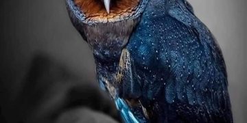 rare black owl