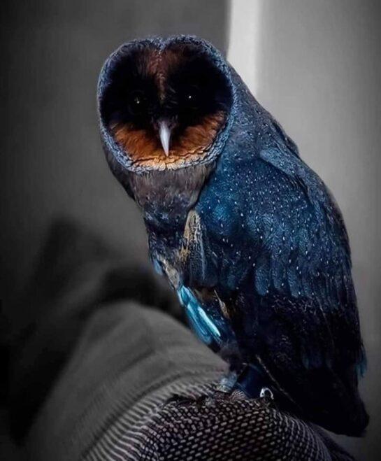 rare black owl