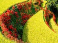 Agricultural plain in Ukraine