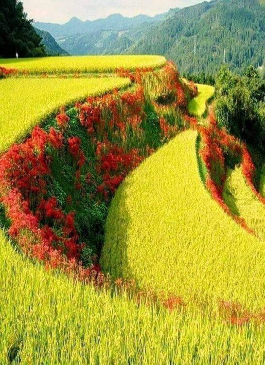 Agricultural plain in Ukraine