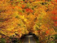 Autumn Tree Tunnel at Smuggler's Notch State Park
