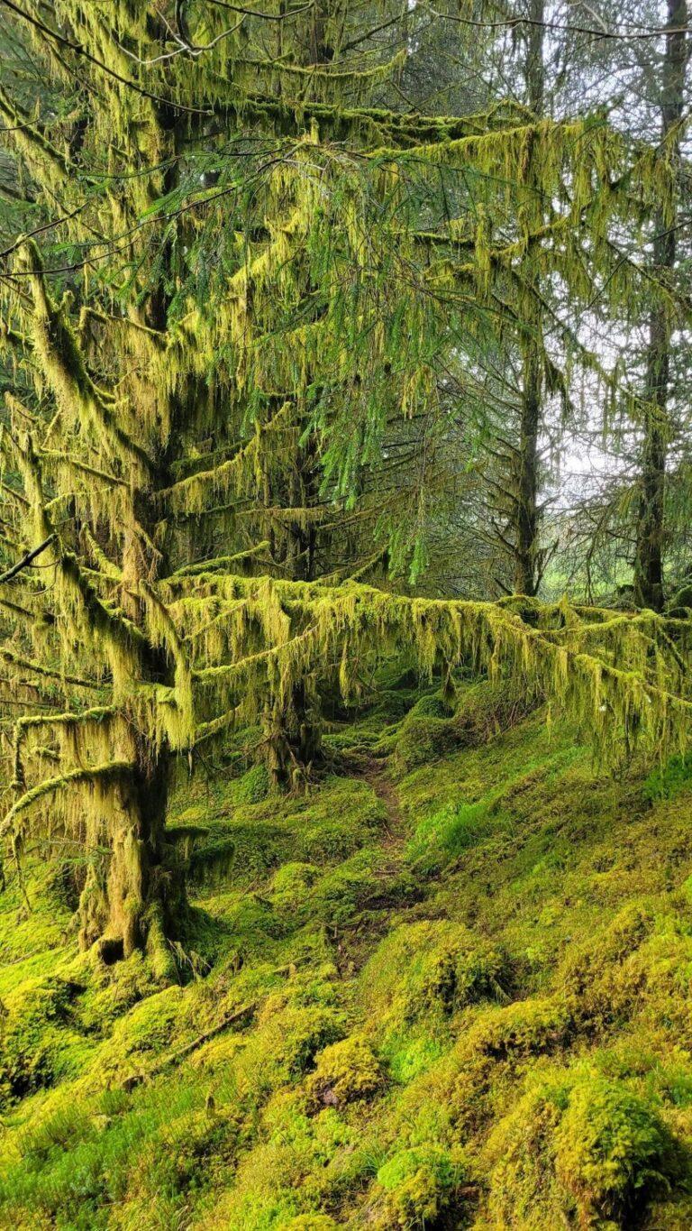 In the forest, above Inveraray, Scotland.