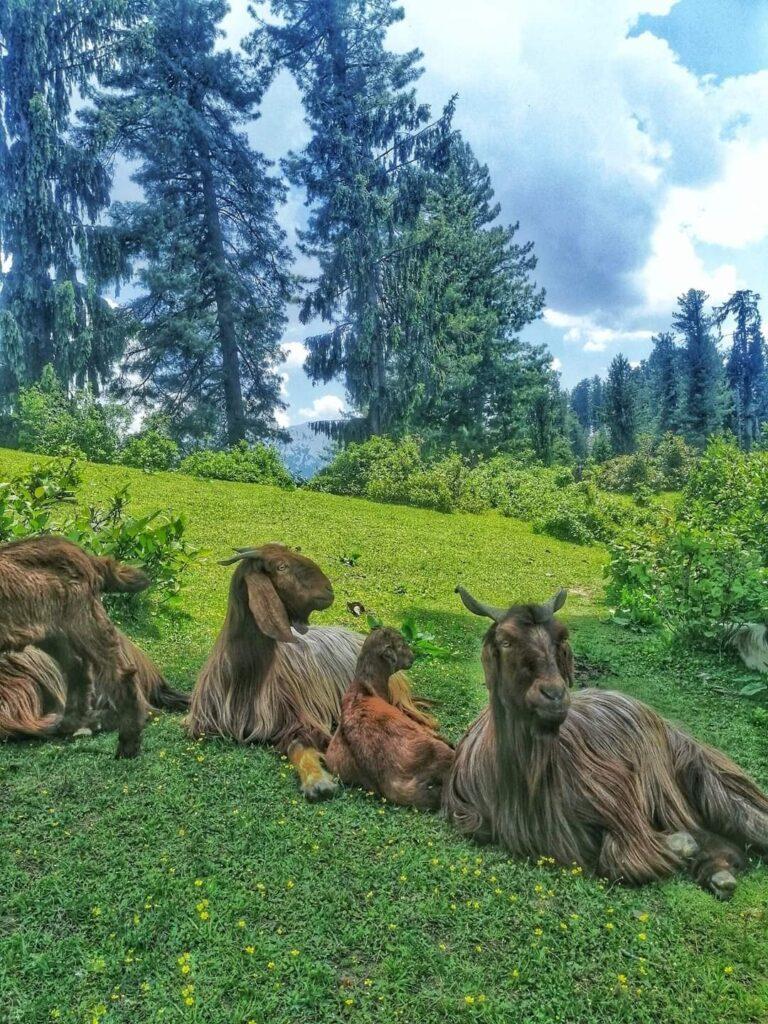 Nature Allai valley pakistan