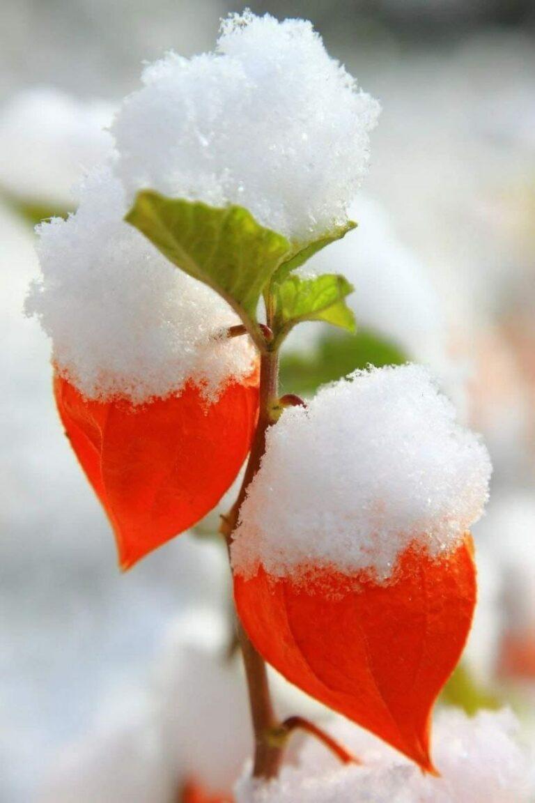 Physalis under a snow cap...