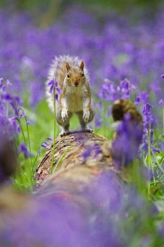 Shocked squirrel shot