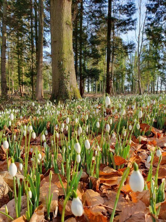 Snowdrops at Evenley Wood Garden, Brackley UK.