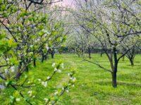 Spring Blossom Swat Valley