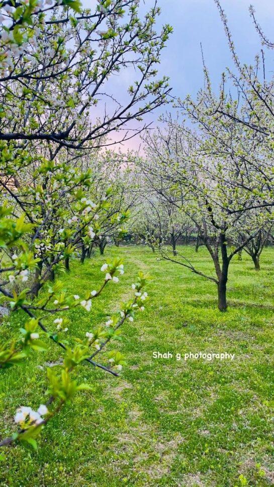 Spring Blossom Swat Valley