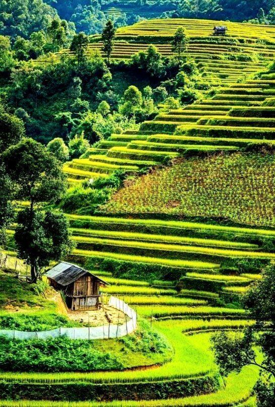 Terraced rice fields in the mountains of the Philippines are a UNESCO World Heritage Site in Ifugao, Philippines