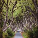 The mesmerizing beech alley of Dark Hedges in Northern Ireland.
