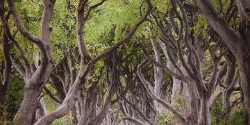 The mesmerizing beech alley of Dark Hedges in Northern Ireland.