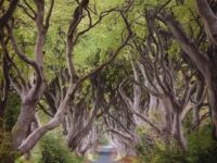 The mesmerizing beech alley of Dark Hedges in Northern Ireland.