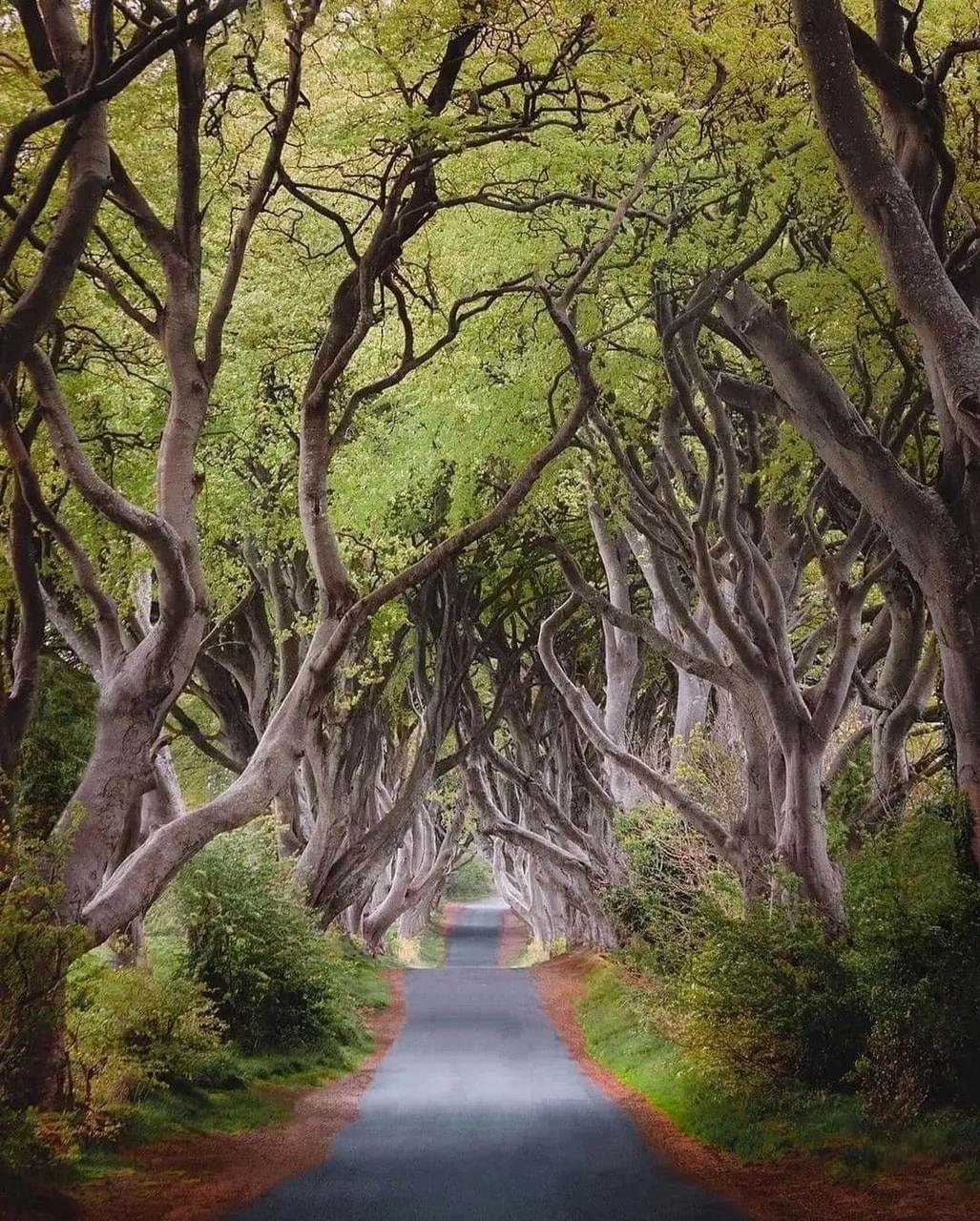 The mesmerizing beech alley of Dark Hedges in Northern Ireland.