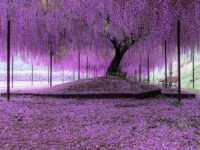 Under the Wisteria tree Hyogo, Japan by gofive