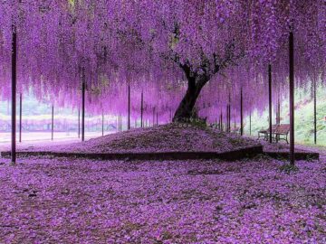 Under the Wisteria tree Hyogo, Japan by gofive
