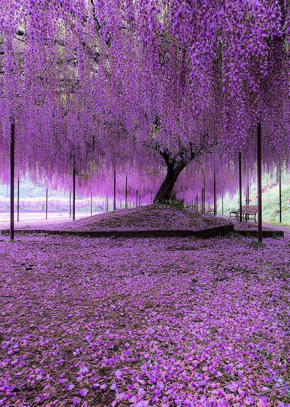 Under the Wisteria tree Hyogo, Japan by gofive
