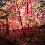 West Fork. Sedona, Az