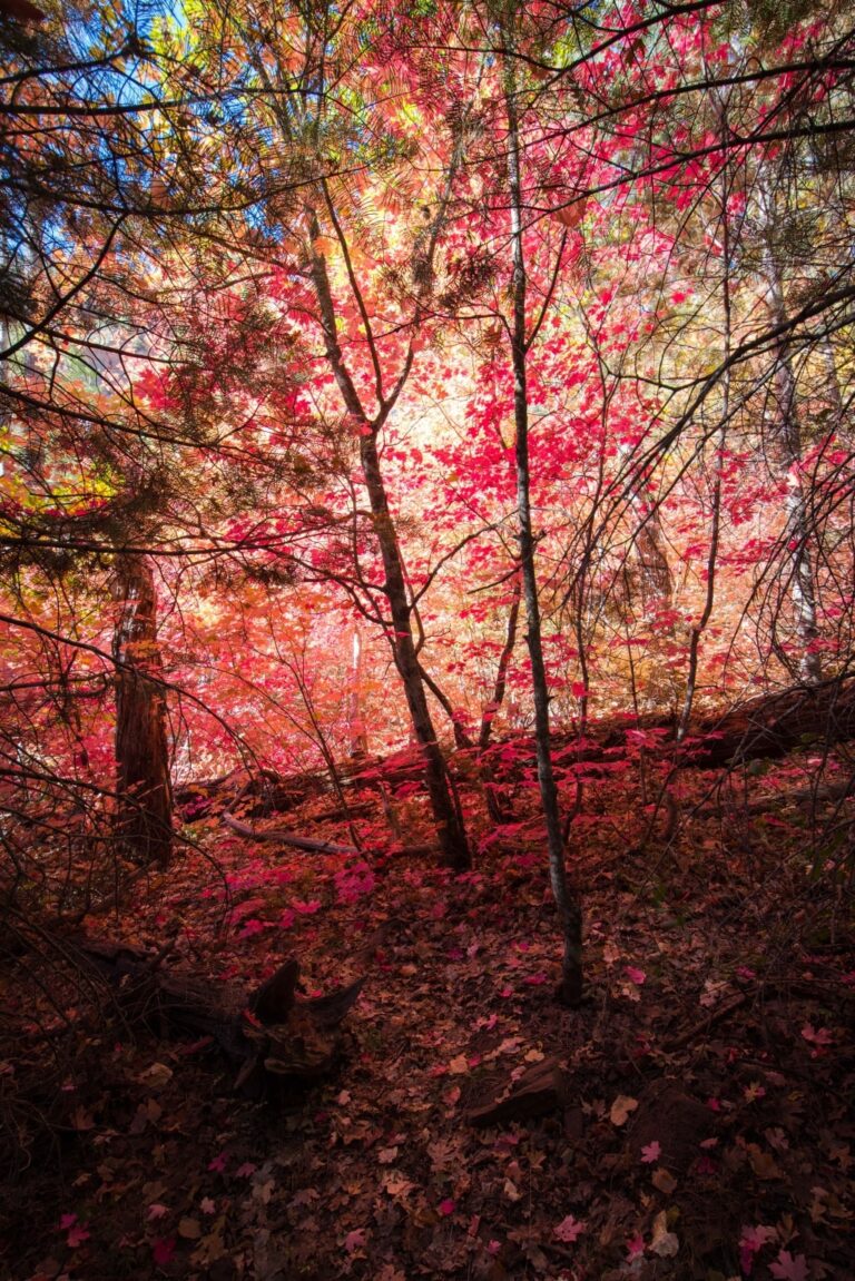 West Fork. Sedona, Az