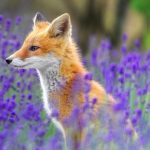 What a handsome chap