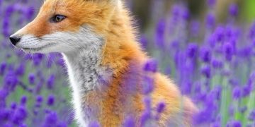 What a handsome chap