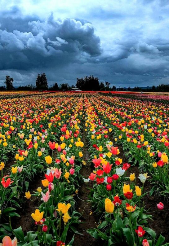 Wooden Shoe Tulip Farm, Woodburn, Oregon, USA