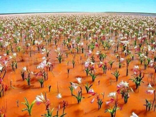 in the Namib Desert in Africa