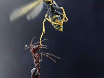 An ant trying to take down a flying wasp