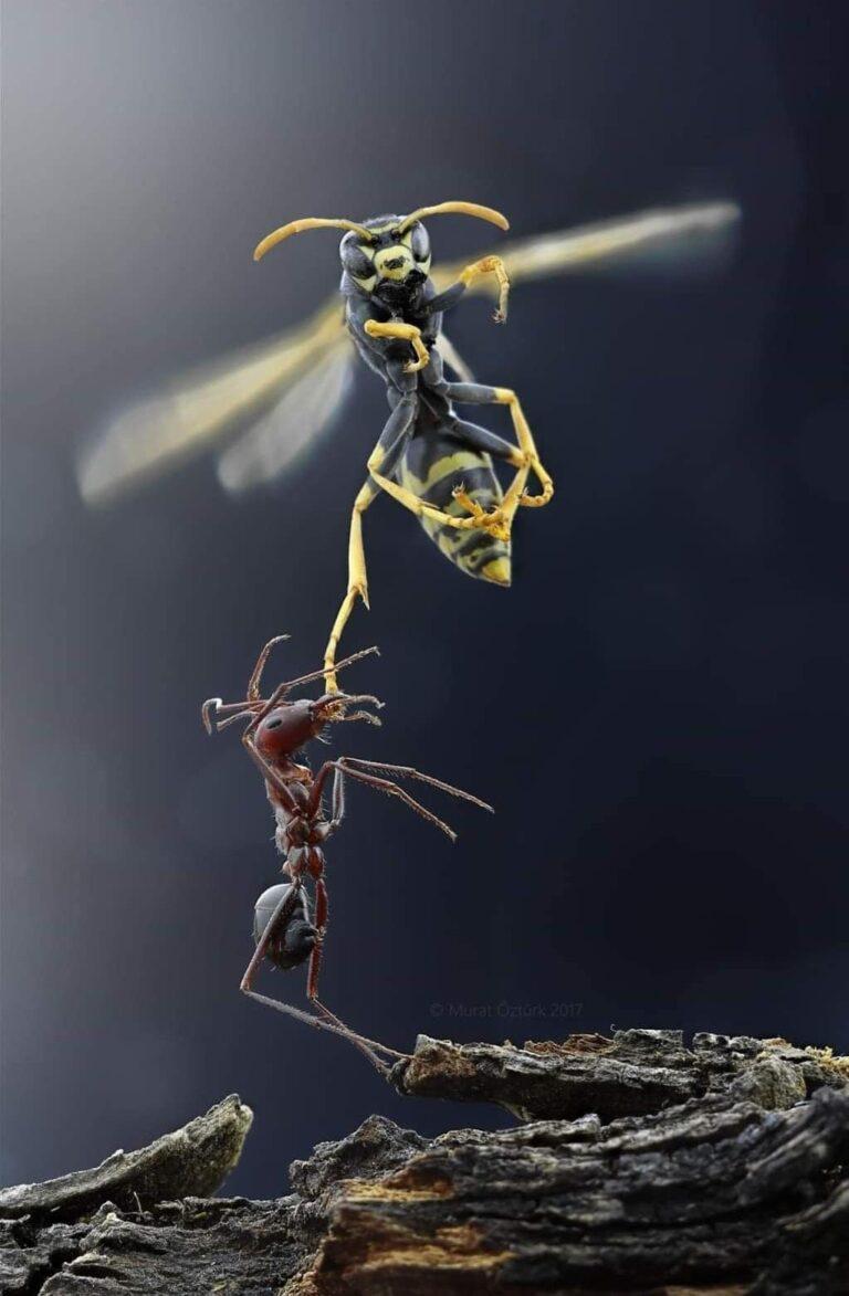 An ant trying to take down a flying wasp