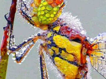 Dragonfly covered in raindrops