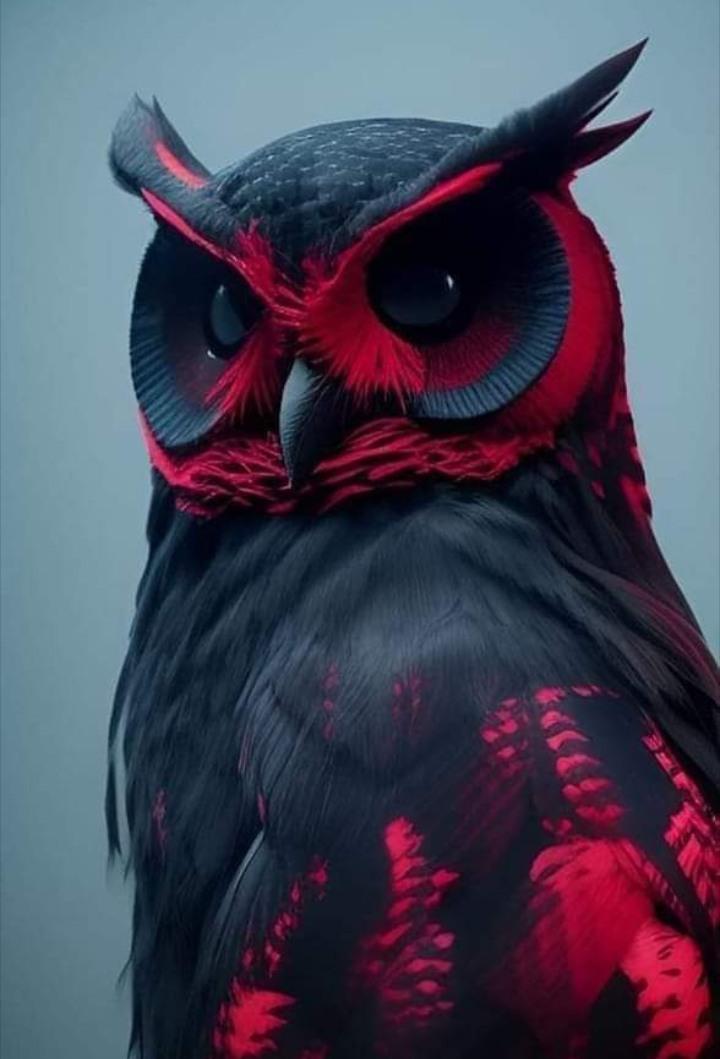 RED Owl