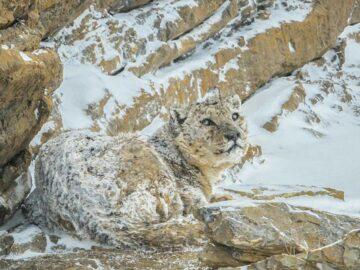 There she is, beautiful Snow Leopard