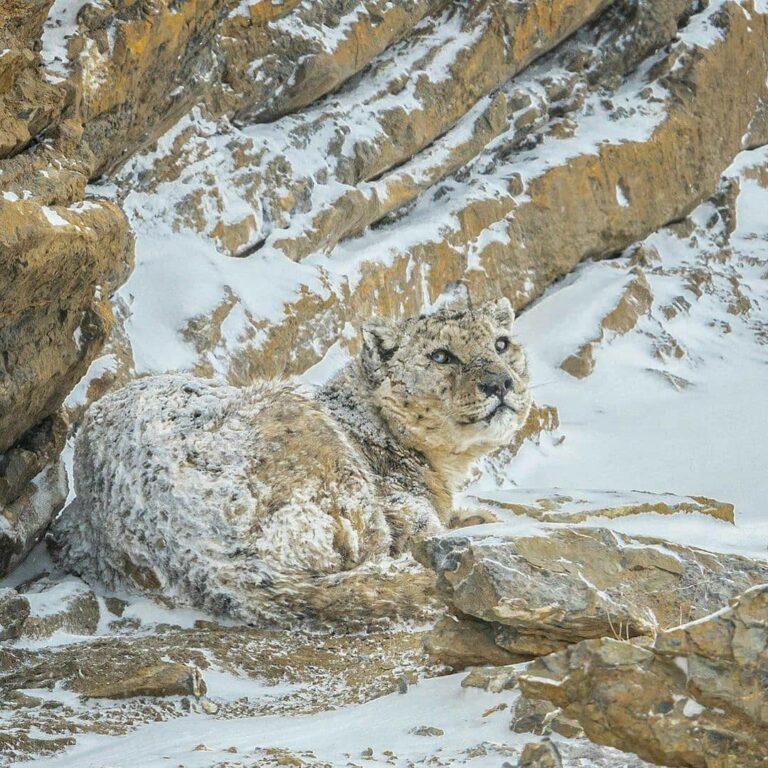 There she is, beautiful Snow Leopard
